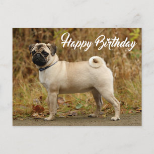 Grattis på födelsedagen Pug Puppy Hund vykort