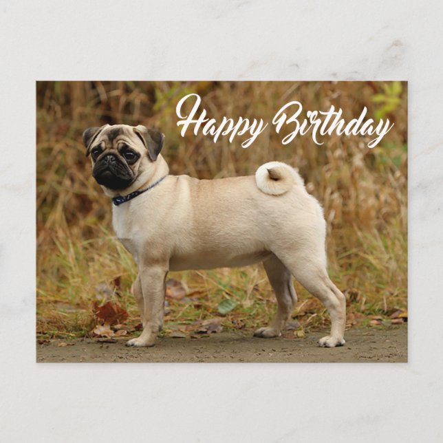 Grattis på födelsedagen Pug Puppy Hund vykort (Framsida)