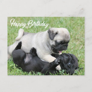 Grattis på födelsedagen Pug Puppy Hund vykort