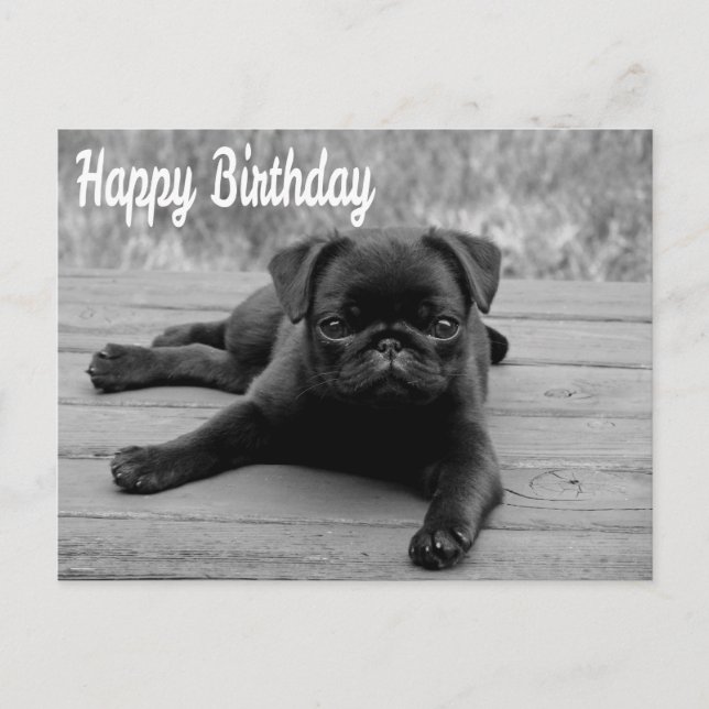 Grattis på födelsedagen Pug Puppy Hund vykort (Framsida)