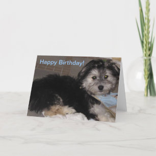 Grattis på födelsedagen Puppy Havanese Rädding Kort
