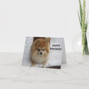 GRATTIS PÅ FÖDELSEDAGEN SÄGER POMERANIEN KORT