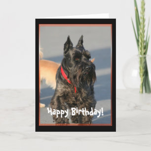 grattis på födelsedagen Scottish Terrier Greeting Kort