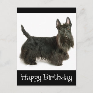 Grattis på födelsedagen Scottish Terrier Puppy Pos Vykort