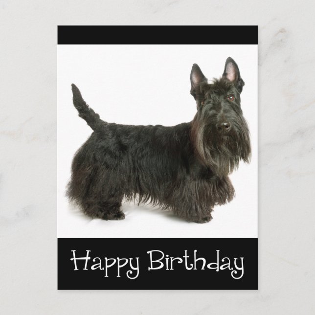Grattis på födelsedagen Scottish Terrier Puppy Pos Vykort (Framsida)