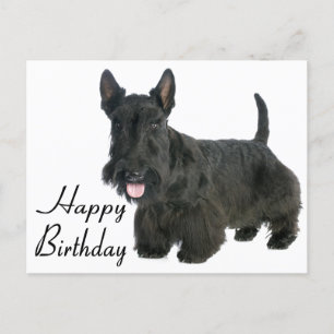 Grattis på födelsedagen Scottish Terrier Puppy Pos Vykort