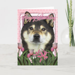 Grattis på födelsedagen - Shiba Inus - Yasha Kort