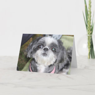 Grattis på födelsedagen Shih Tzu Girl Greeting Car Kort