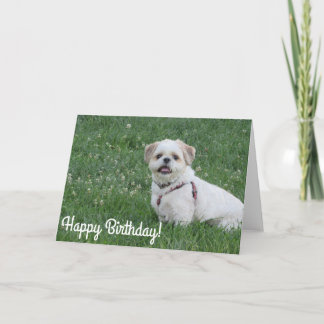 Grattis på födelsedagen Shih tzu-kort Kort