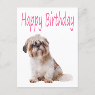 Grattis på födelsedagen Shih Tzu Puppy-vykort Vykort