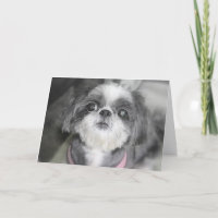 Grattis på födelsedagen Shitzu Girl Greeting Card