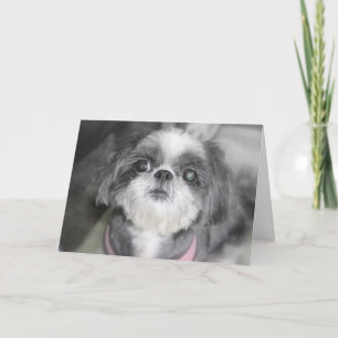 Grattis på födelsedagen Shitzu Girl Greeting Card Kort