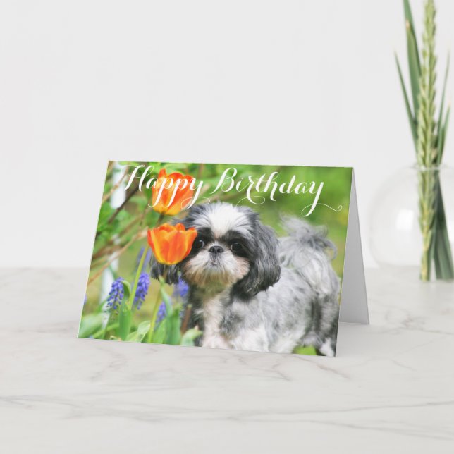 Grattis på födelsedagen Shitzu Girl Greeting Card Kort (Framsida)