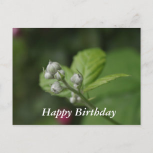Grattis på födelsedagen, sommarblomknoppar av hall vykort