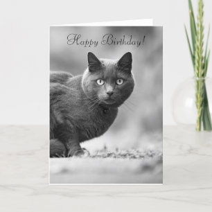 Grattis på födelsedagen svart katt kort