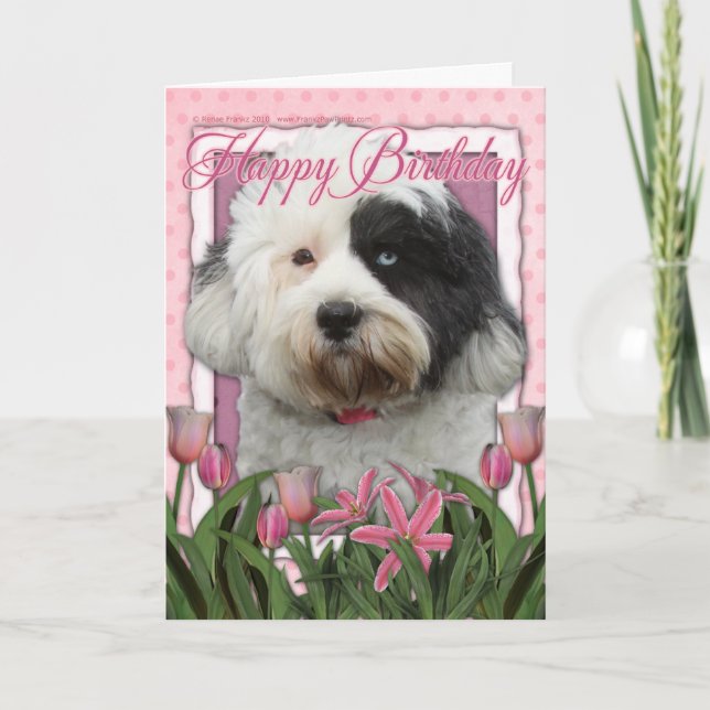 Grattis på födelsedagen - tibetan Terrier Kort (Framsida)