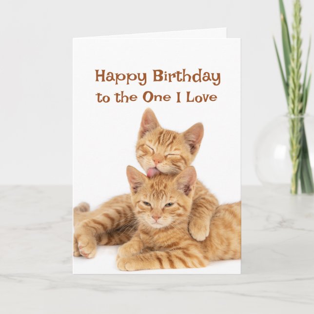 Grattis på födelsedagen till Cats i Cute Orange On Kort (Framsida)