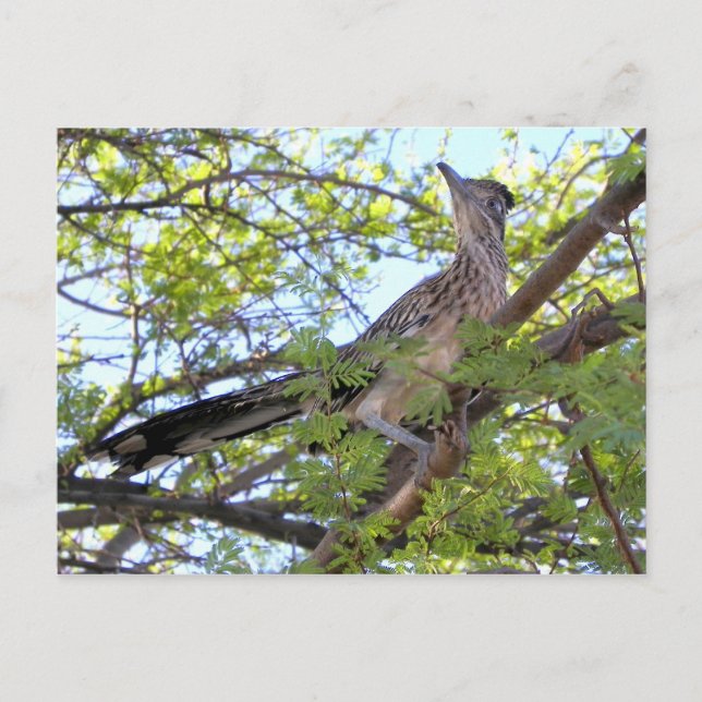 Grattis på födelsedagen till en speciell vän. vykort (Framsida)