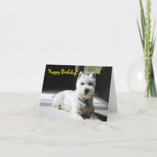 Grattis på födelsedagen tom mini- Schnauzer Kort