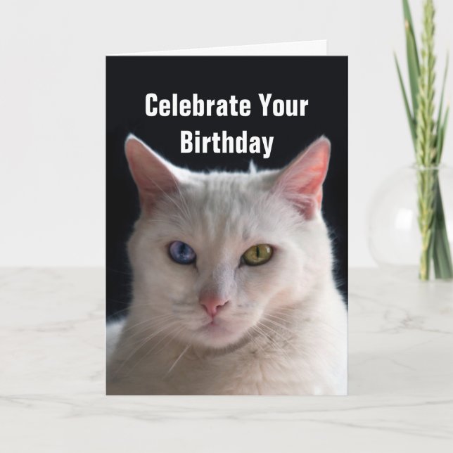 Grattis på födelsedagen Turkisk angora Cat Kort (Framsida)
