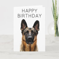 Grattis på födelsedagen | Tysk Schäferhund