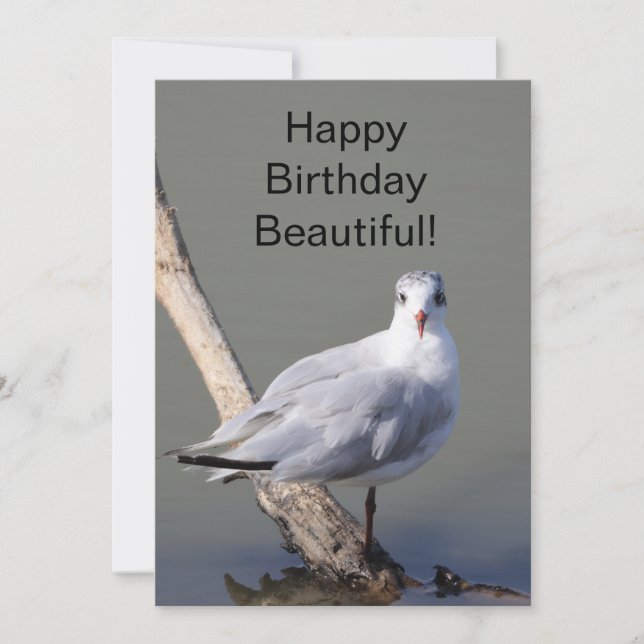 Grattis på födelsedagen Vacker' Duva Grattiskort Kort (Framsida)