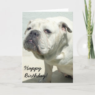 Grattis på födelsedagen Vit Bulldog gratulationsko Kort