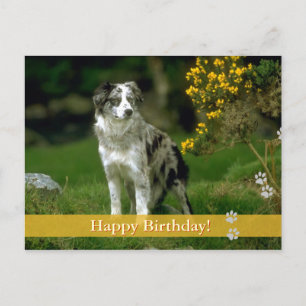 Grattis på födelsedagen! - vykort för hund