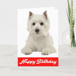 Grattis på födelsedagen White Highland Terrier Pup Kort