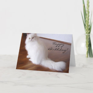 Grattis på födelsedagen White Persian-hälsningskor Kort