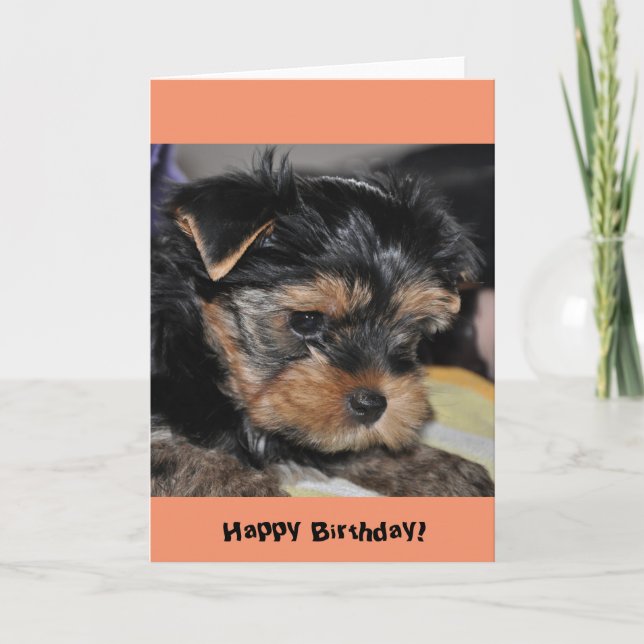 Grattis på födelsedagen! Yorkshire Terrier Greetin Kort (Framsida)