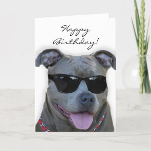 Grattis på födelsedagenblåttpitbull med kort