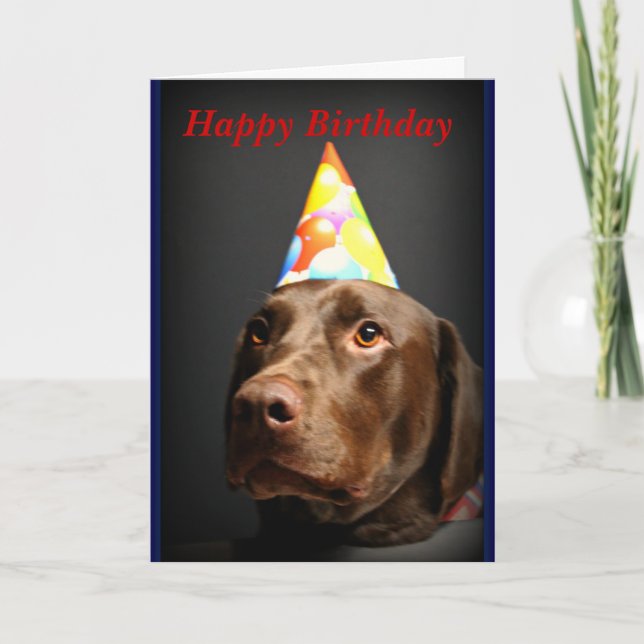 Grattis på födelsedagencard~Chocolatelabb Kort (Framsida)