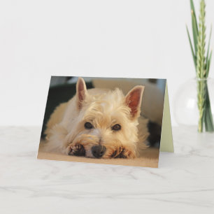 Grattis på födelsedagenkort - Westie kort