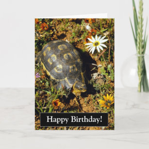 Grattis på födelsedagensköldpaddakort kort