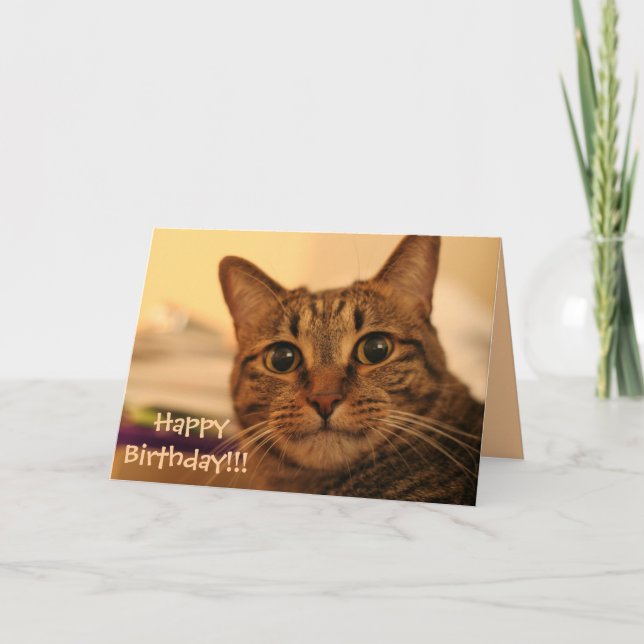 Grattis på födelsedagentabby kattkort kort (Framsida)