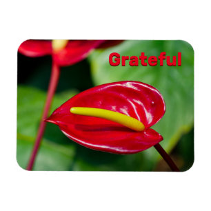 Grattis på Red Peace Lily Magnet
