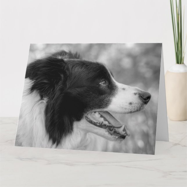 Grattis på Woof-dagen Border Collie Hund Födelseda Kort (Framsida)