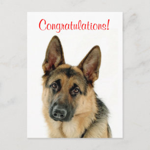 Grattis Tyskt vykort för påfyllnad av Shepherd Pup
