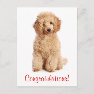 Grattisar Apricot Pudel Puppy Hund vykort