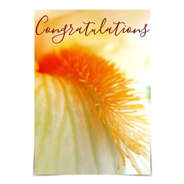 "Grattisar" Bearded Iris Card Kort (Skapare uppladdad)