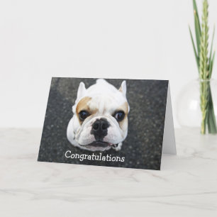 Grattisar Bulldog-hälsningskort Kort