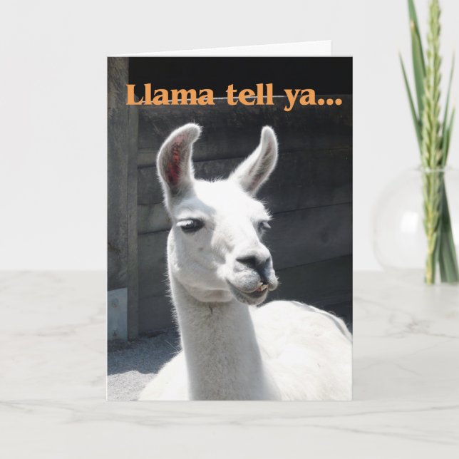 Grattisar - Funny Llama Kort (Framsida)