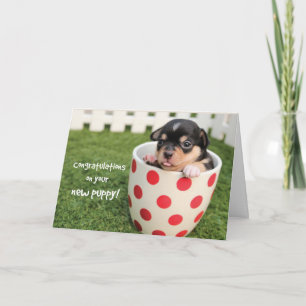 Grattisar om ny valp, adoption Chihuahua Kort