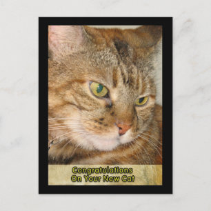 grattisar på din nya katt vykort