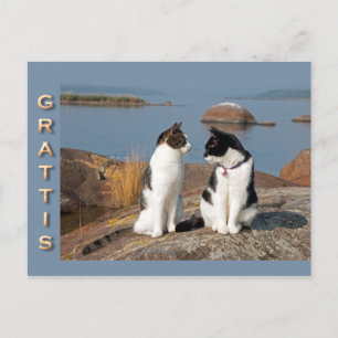 Grattiskort för katter CC0552-vykort Vykort