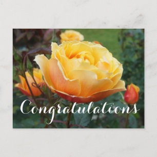 Gratulationer About Face Rose #2 vykort