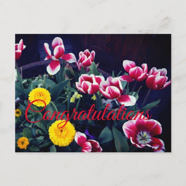 Gratulationer Vårblommor #4 vykort (Framsida)