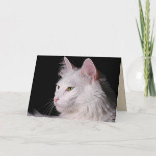gratulationskort för angora-katt kort