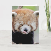 Gratulationskort Foto röd panda. Panda roux.